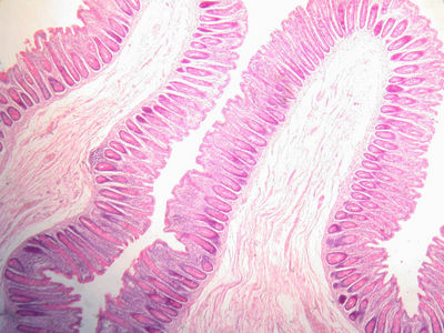 large intestine microscope