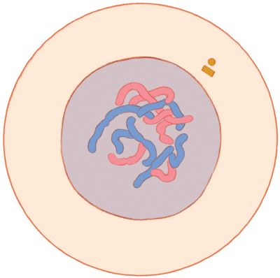 Mitosis and Meiosis - Interphase - illustration