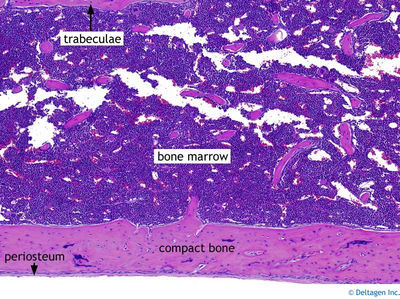 Bone Histology - Diaphysis (labels) - histology slide