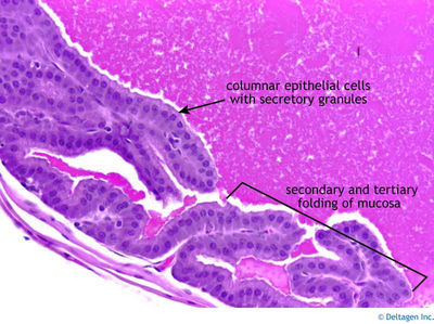 seminal vesicle histology labeled