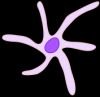 177px-Dendritic_Cell_ZP_svg.png