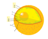 462px-Diagram_human_cell_nucleus_numbered_version_svg.png