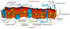 800px-Cell_membrane_detailed_diagram_svg.jpg