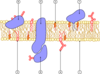 Cell_membrane_scheme.png