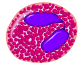 Eosinophil_1.png