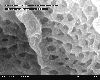 Inner_view_of_fenestrae_in_capillary_of_glomerulus_in_Scanning_Electron_Microscope,_magnification_100,000x.gif