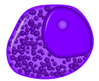 Neutrophilic_promyelocyte.png