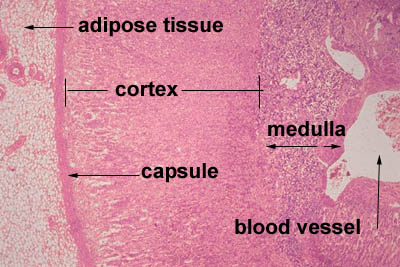 adrenal histology