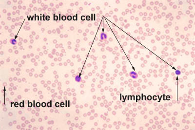 red blood cell microscope labeled